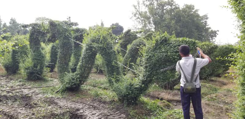 小叶女贞动物造型小叶女贞花瓶小叶女贞十二生肖小叶女贞