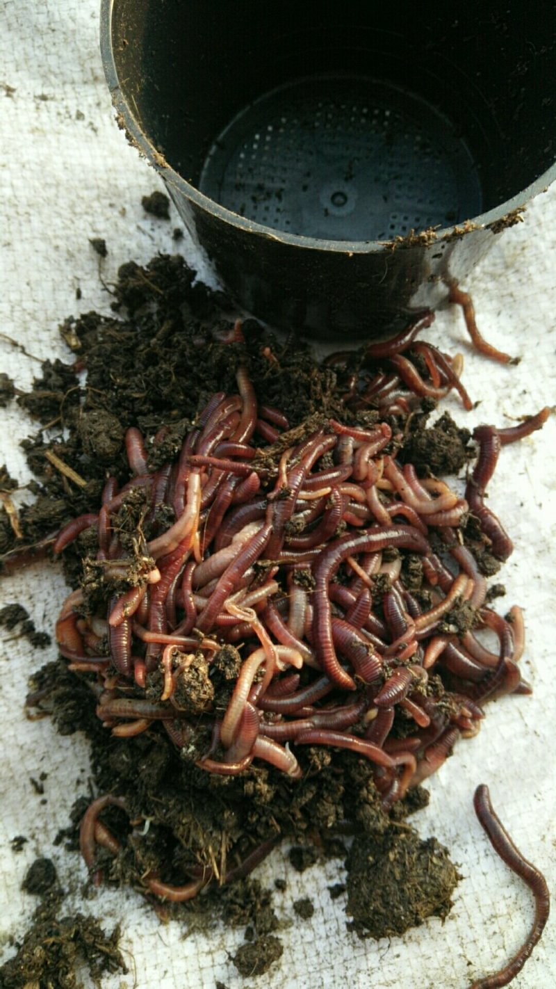 牛粪大蚯蚓钓鱼药材放生鸡鸭鹅宠物林蛙饲料，4指