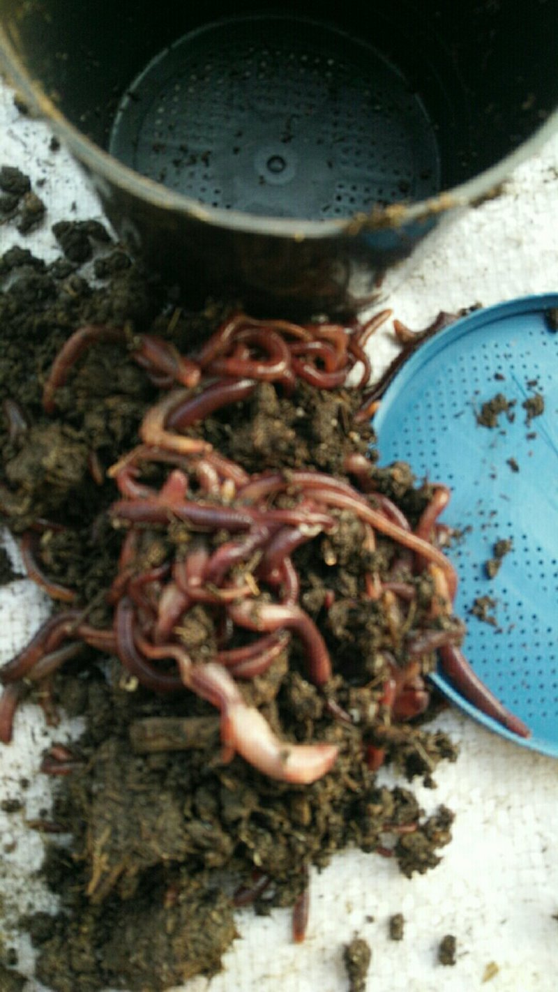 牛粪大蚯蚓钓鱼药材放生鸡鸭鹅宠物林蛙饲料，4指