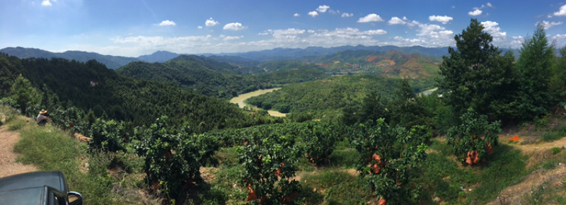 梅州大埔红心柚种植基地，红心柚种植基地批发