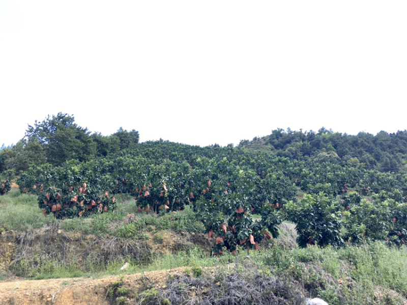 梅州大埔红心柚种植基地，红心柚种植基地批发