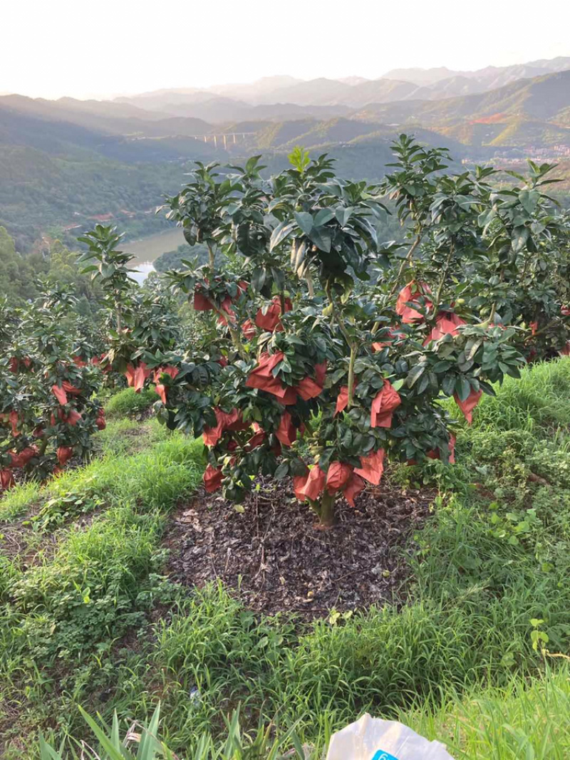 梅州大埔红心柚种植基地，红心柚种植基地批发