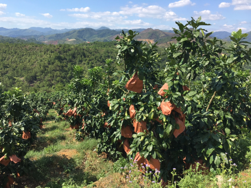 梅州大埔红心柚种植基地，红心柚种植基地批发
