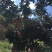 梅州大埔红心柚种植基地，红心柚种植基地批发