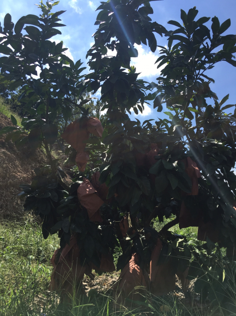 梅州大埔红心柚种植基地，红心柚种植基地批发