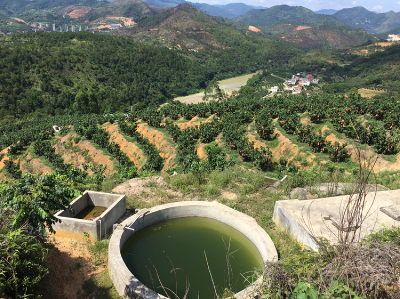 梅州大埔红心柚种植基地，红心柚种植基地批发