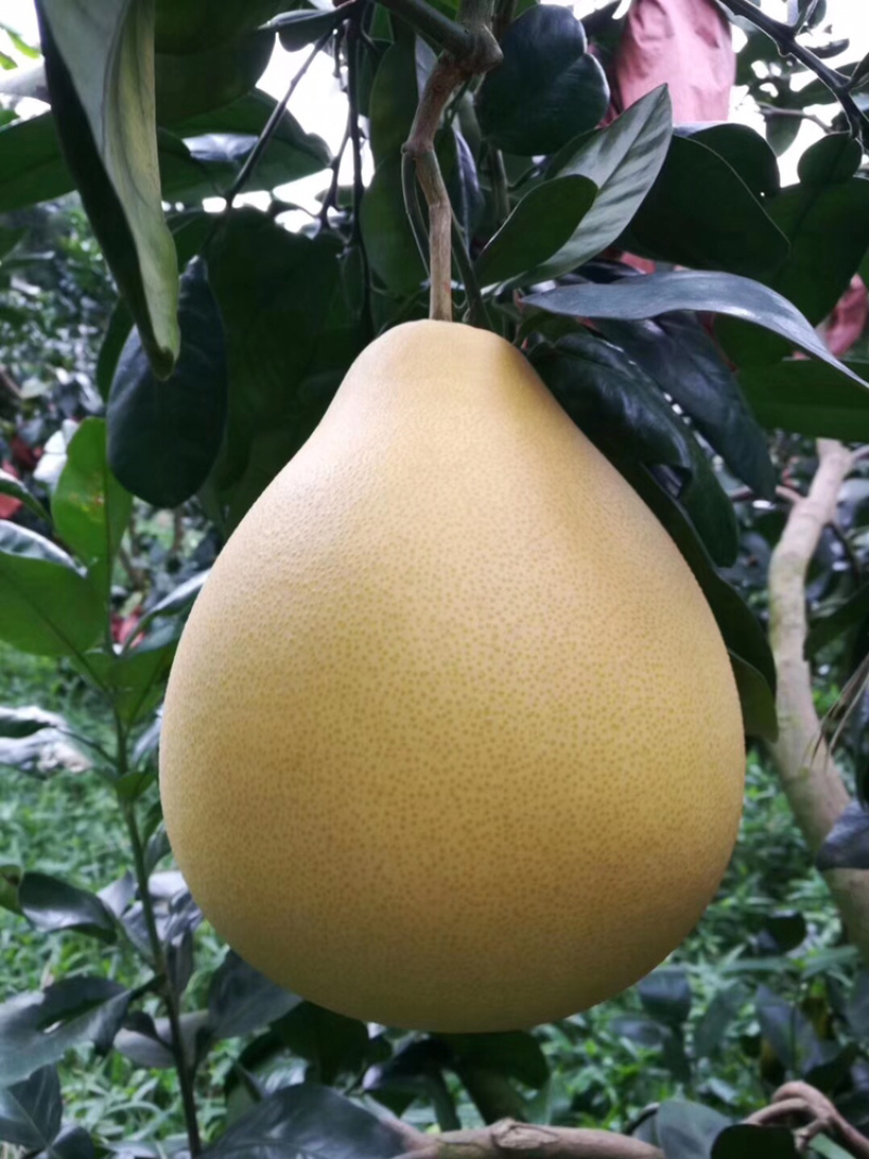 梅州大埔红心柚种植基地，红心柚种植基地批发