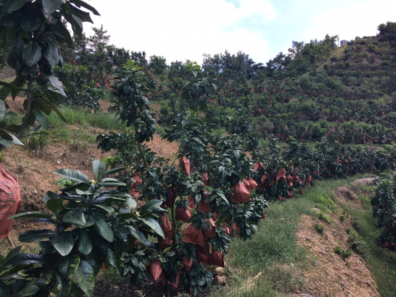 梅州大埔红心柚种植基地，红心柚种植基地批发