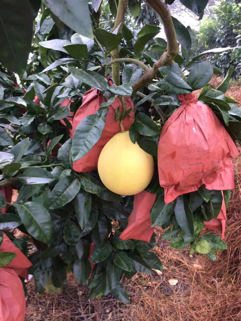 梅州大埔红心柚种植基地，红心柚种植基地批发