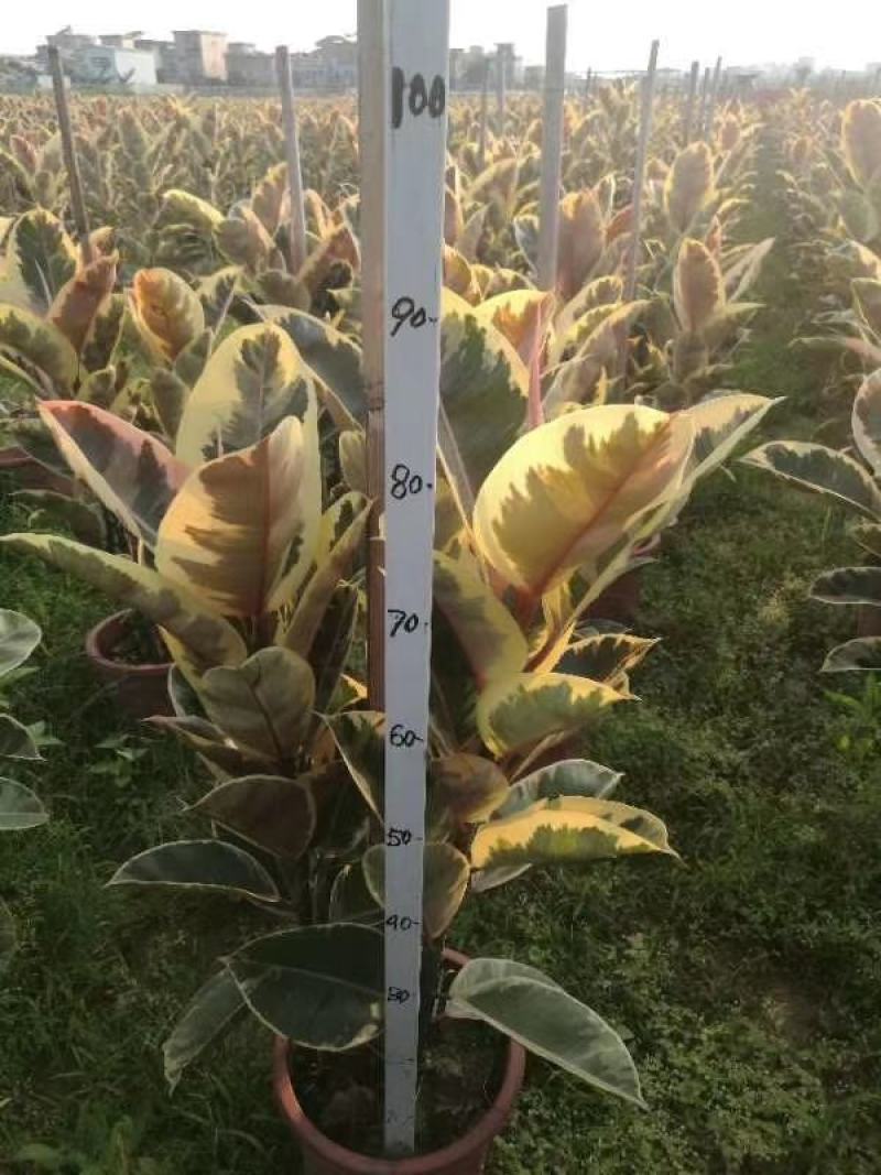 花金刚橡皮树穴盘苗观叶组培苗喜阳植物大盆栽小盆栽