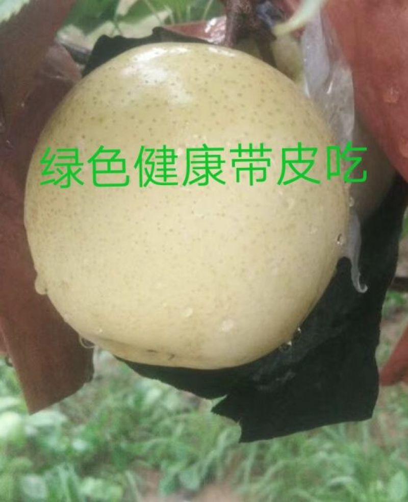 河南方城博望黄金梨大口感好，含糖量高，大量供应。