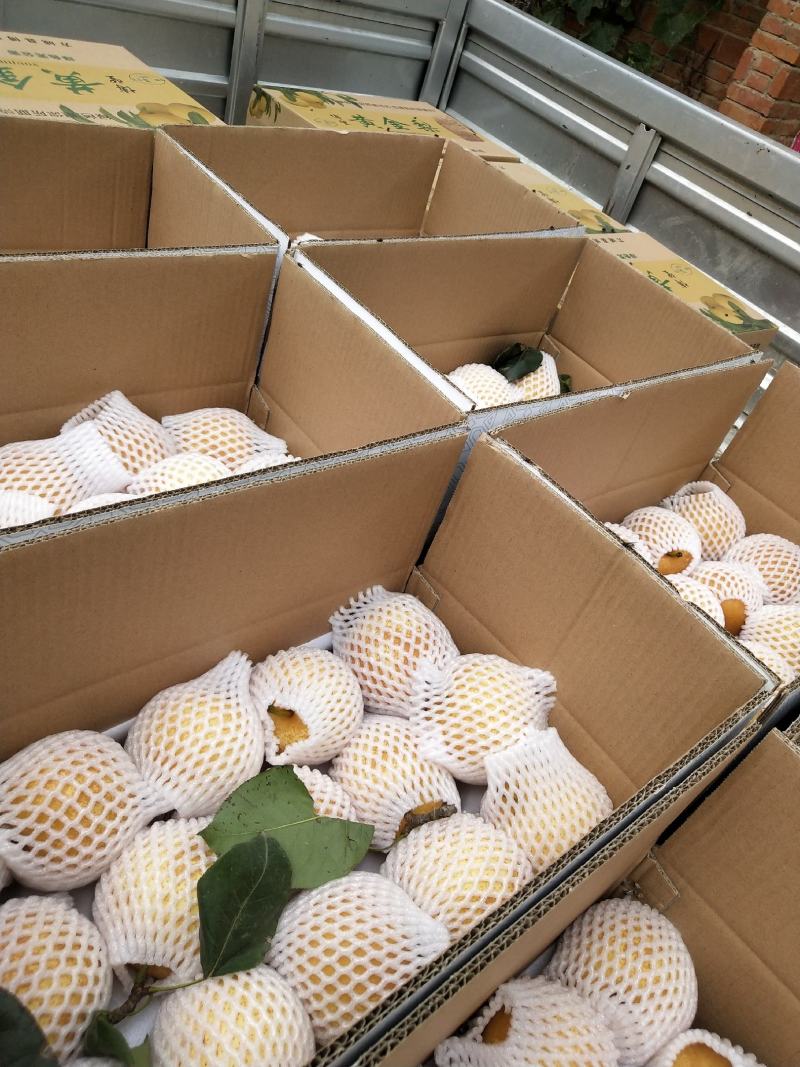 河南方城博望黄金梨大口感好，含糖量高，大量供应。