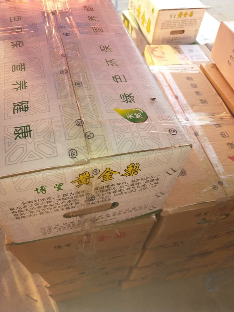 河南方城博望黄金梨大口感好，含糖量高，大量供应。