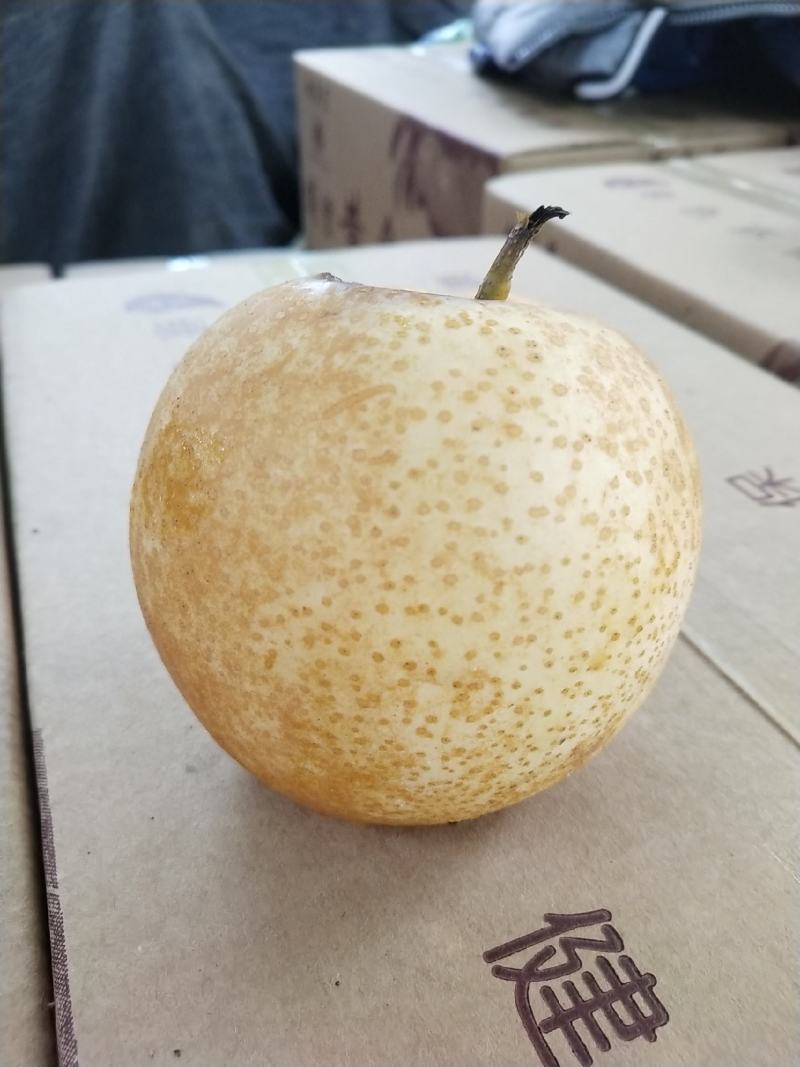 河南方城博望黄金梨大口感好，含糖量高，大量供应。
