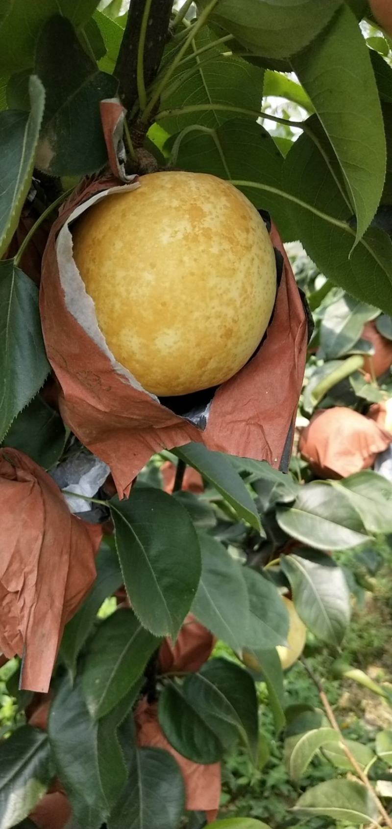 河南方城博望黄金梨大口感好，含糖量高，大量供应。