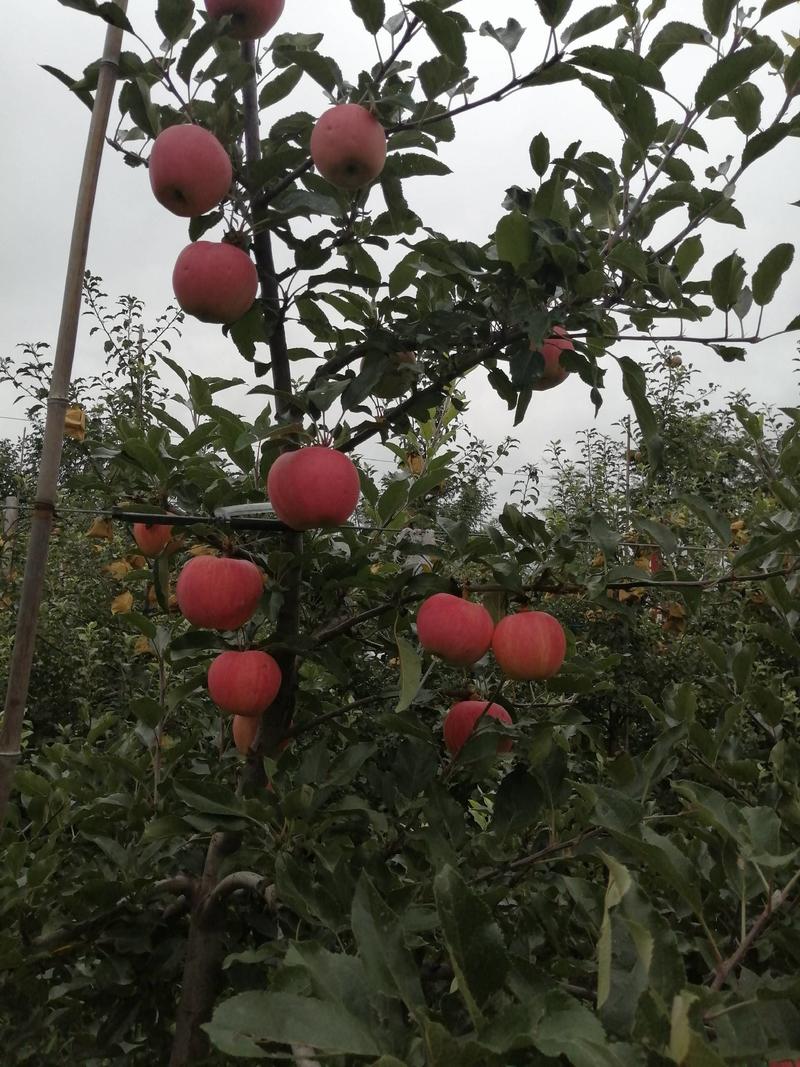 黄土高原纸袋优质红富士苹果己大量开园上市了，需要的朋友可