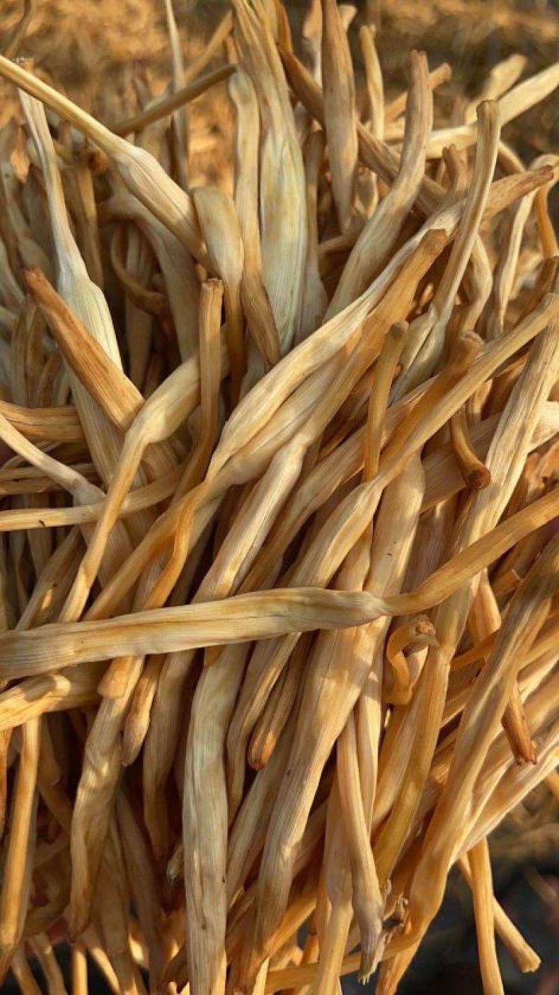 【精选】黄花菜大荔大白直条黄花菜量大现货诚信经营