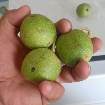 青皮核桃