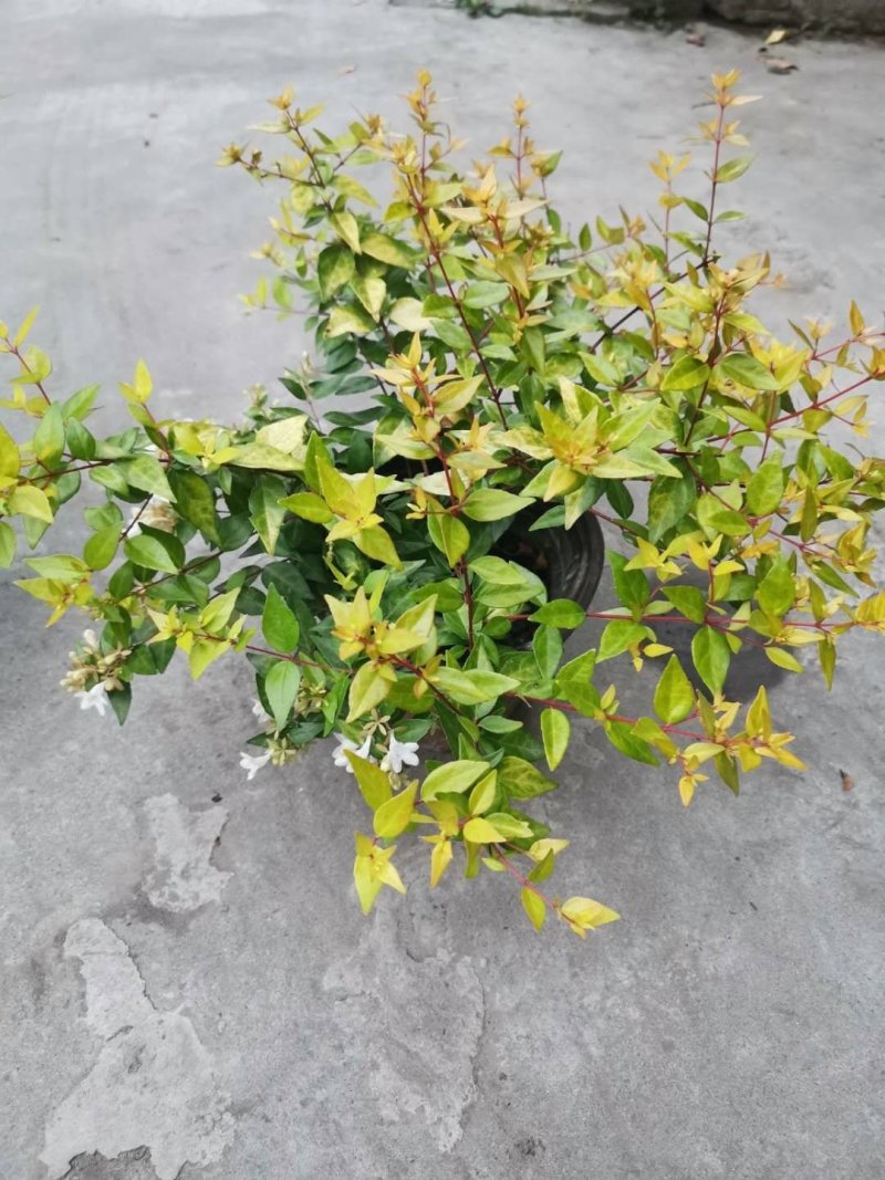 成都金边大花六道木