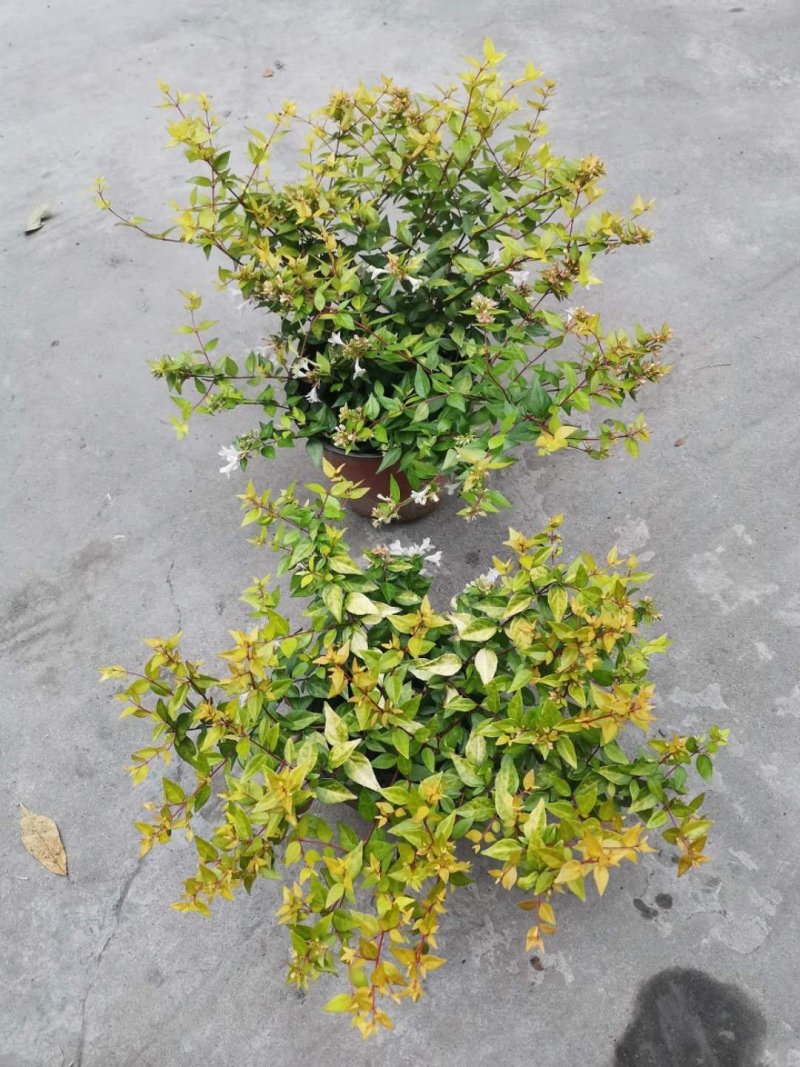 成都金边大花六道木