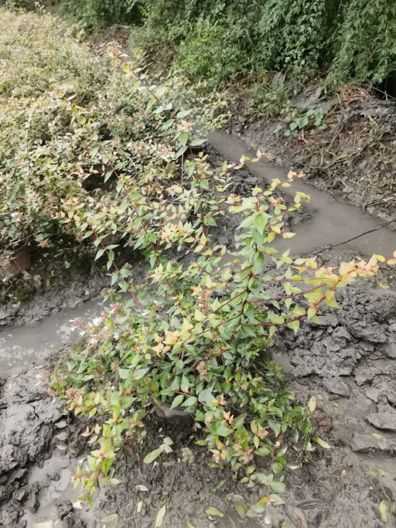 成都金边大花六道木