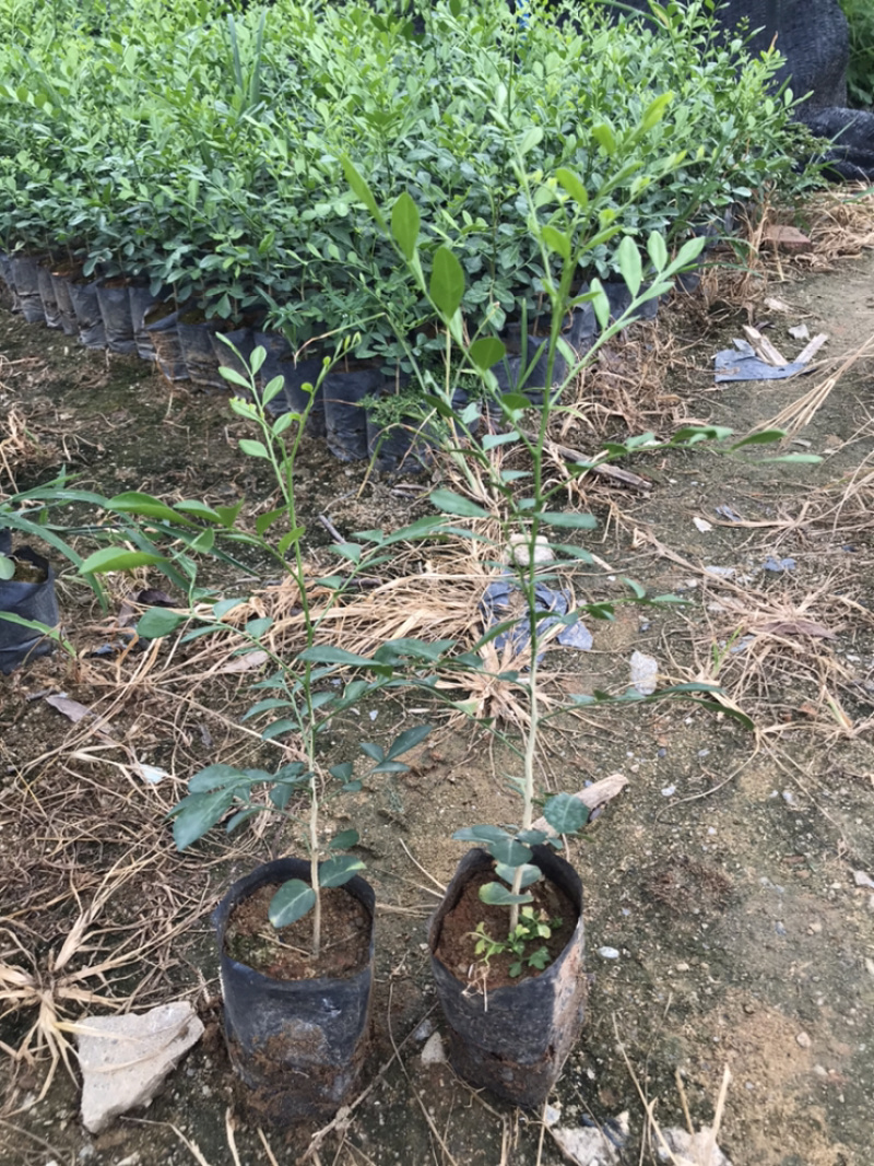 九里香树苗热销花卉九里香苗七里香庭院阳台盆栽植绿化小苗