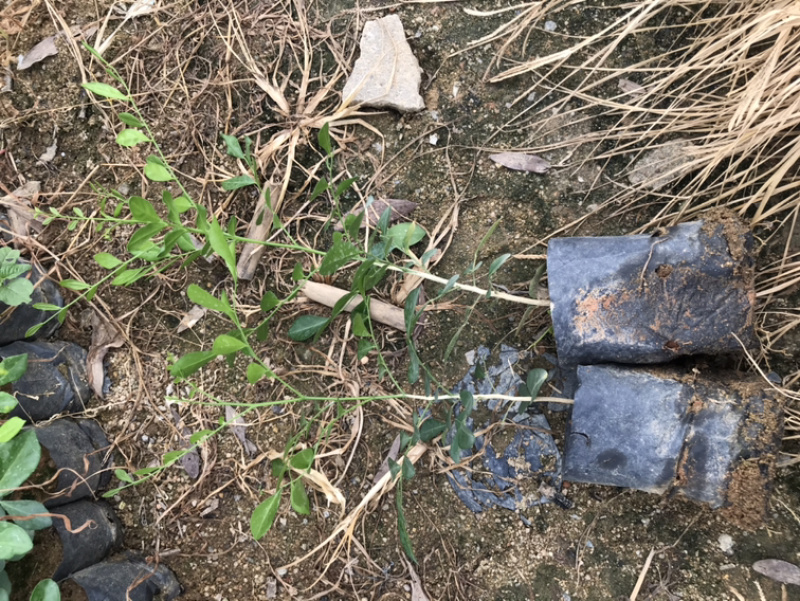 九里香树苗热销花卉九里香苗七里香庭院阳台盆栽植绿化小苗
