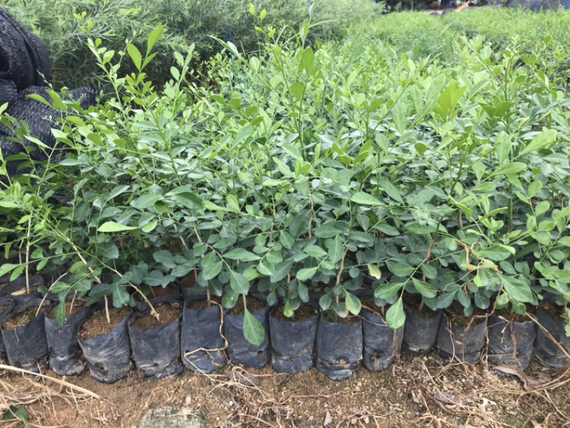 九里香树苗热销花卉九里香苗七里香庭院阳台盆栽植绿化小苗