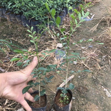 九里香树苗热销花卉九里香苗七里香庭院阳台盆栽植绿化小苗