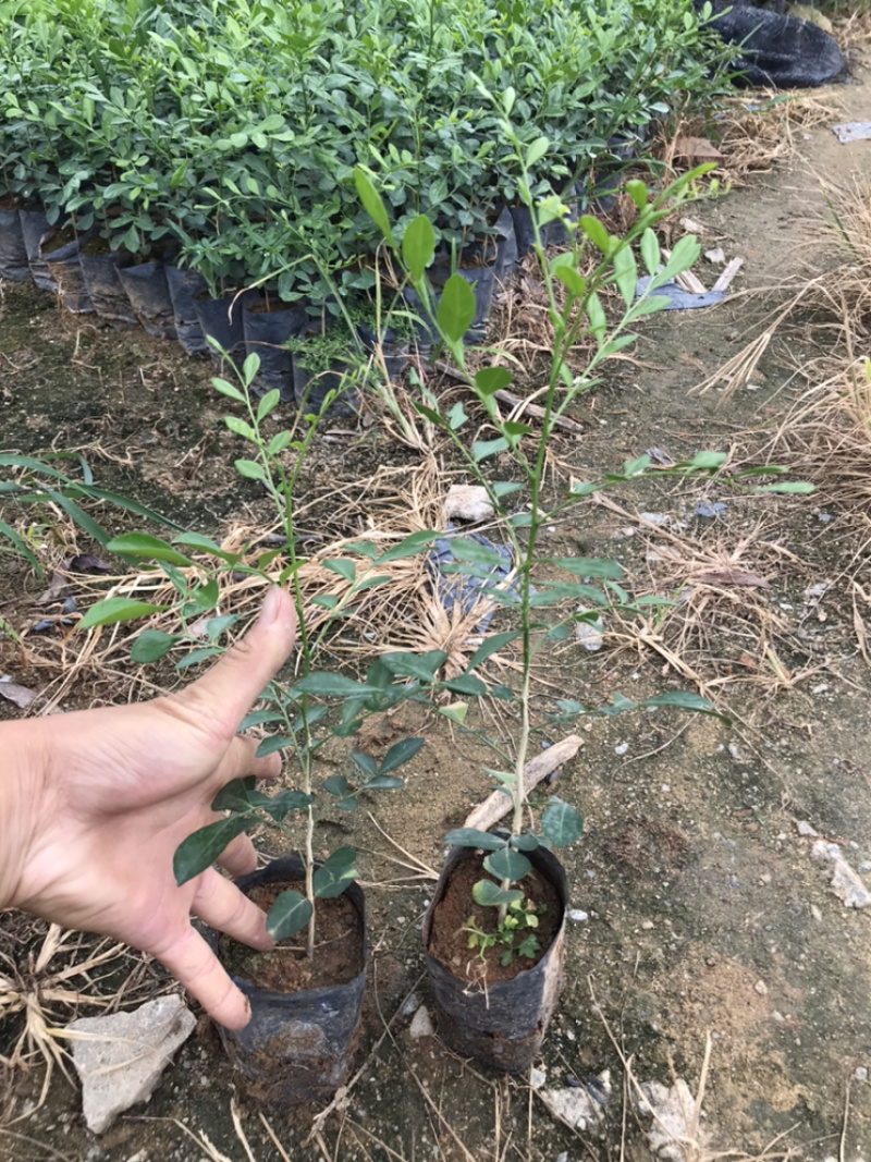 九里香树苗热销花卉九里香苗七里香庭院阳台盆栽植绿化小苗