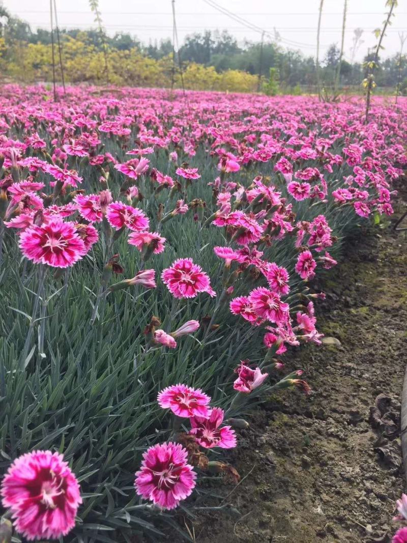 成都批发彩虹石竹彩虹石竹杯苗基地直销一手货源