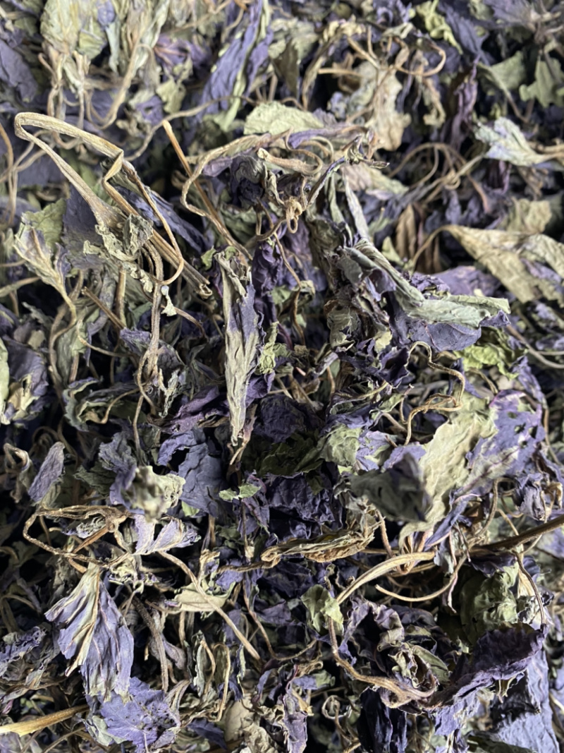 紫苏叶产地直销量大从优批发各种中药材