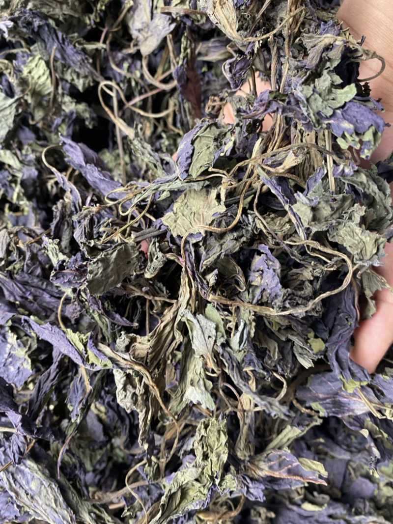 紫苏叶产地直销量大从优批发各种中药材