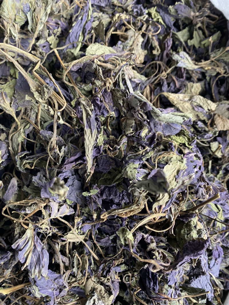 紫苏叶产地直销量大从优批发各种中药材