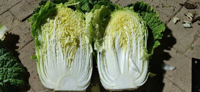 精品大白菜，产地直供，产地价格，保质保量
