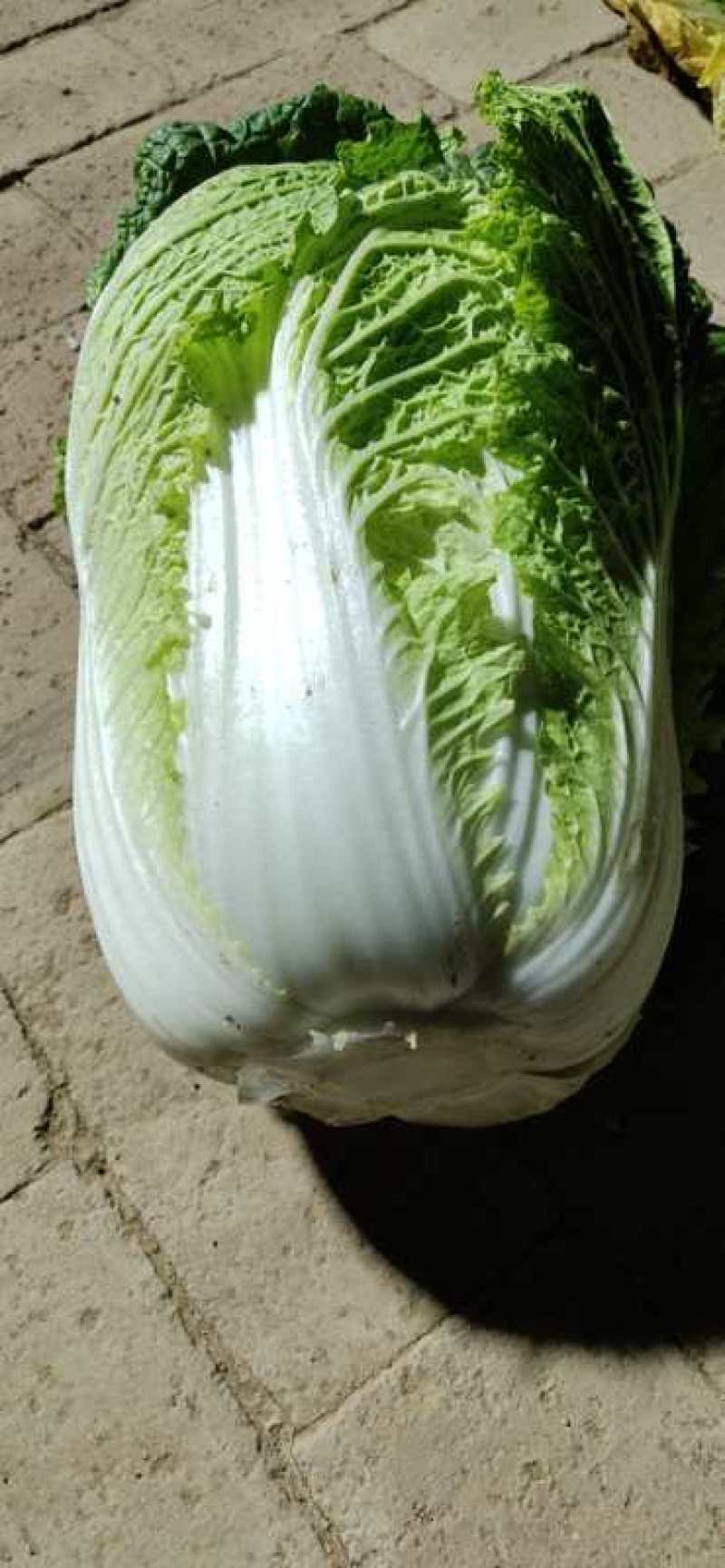 精品大白菜，产地直供，产地价格，保质保量