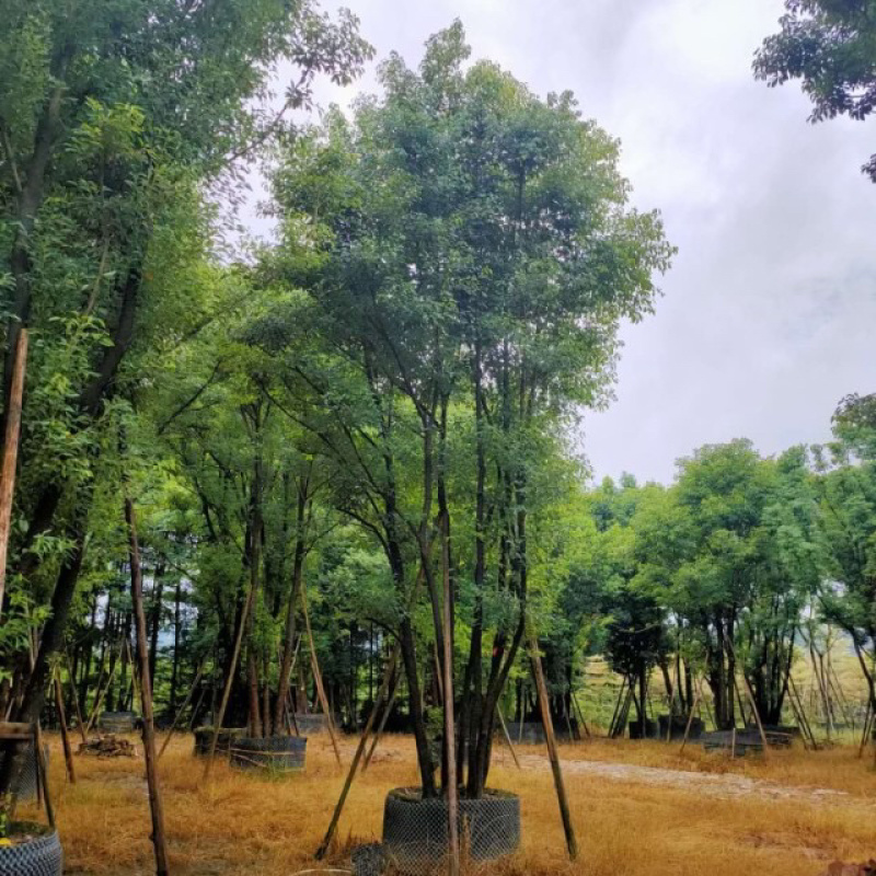 漳州丛生香樟树基地批发高900冠600福建基地批发