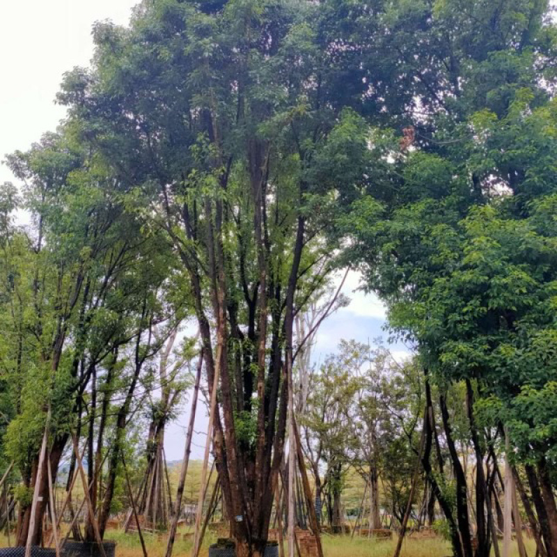 漳州丛生香樟树基地批发高900冠600福建基地批发