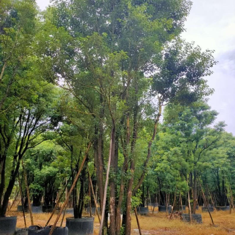 漳州丛生香樟树基地批发高900冠600福建基地批发