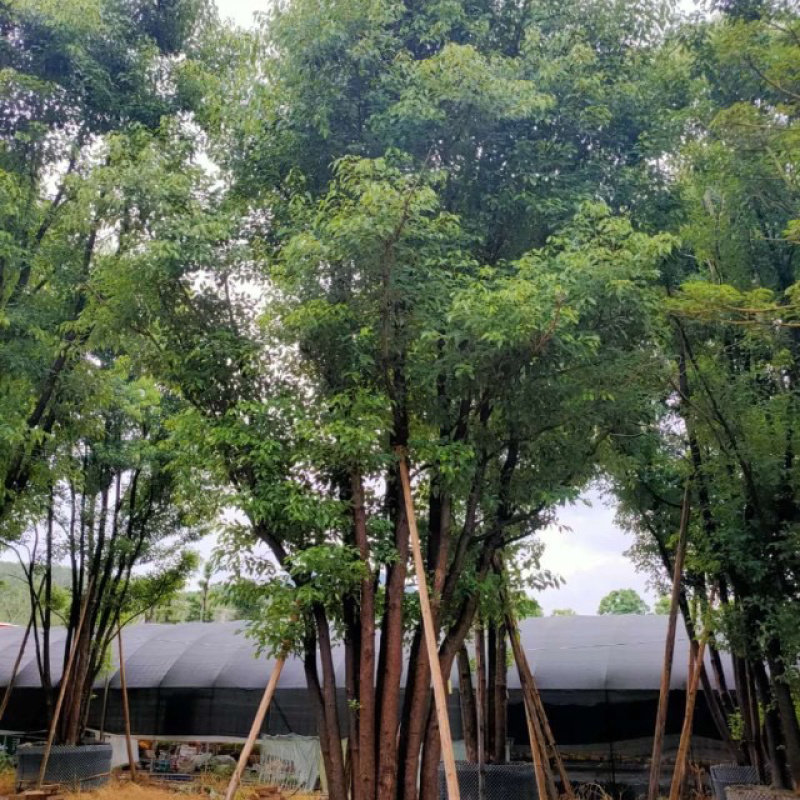 漳州丛生香樟树基地批发高900冠600福建基地批发
