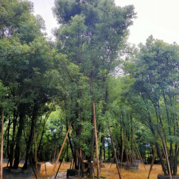 福建多杆香樟树批发价格漳州丛生多杆香樟树基地批发直销