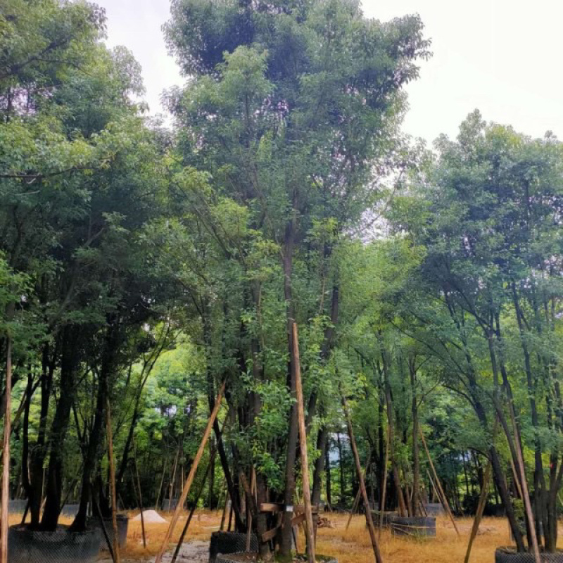 福建多杆香樟树批发价格漳州丛生多杆香樟树基地批发直销