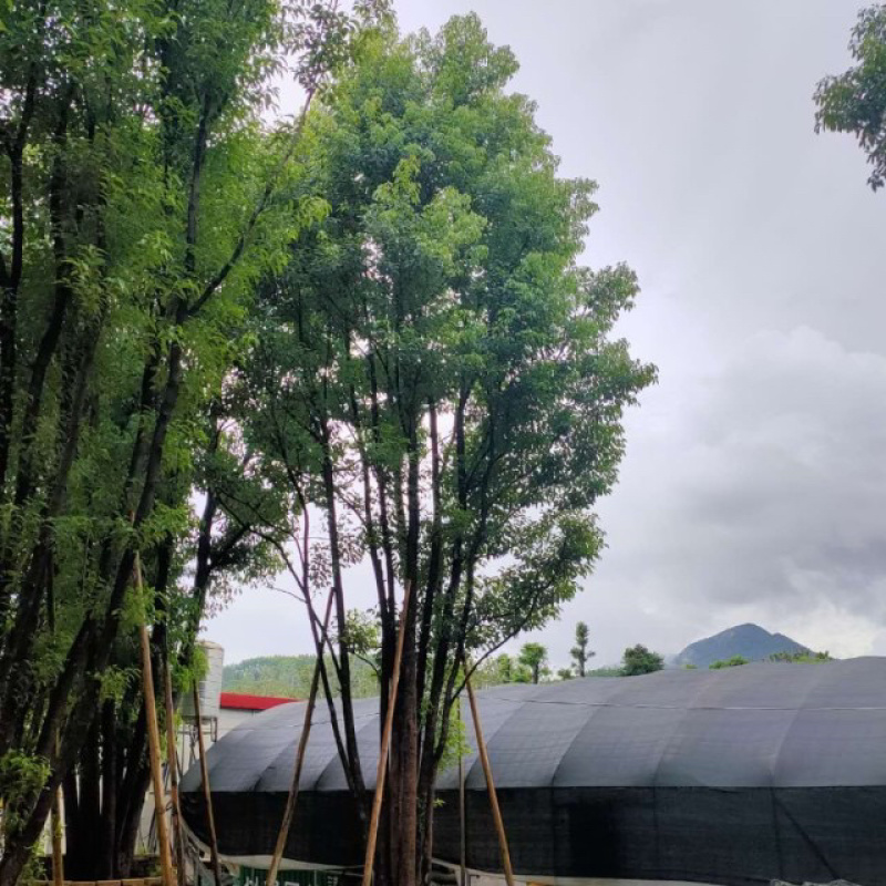 福建多杆香樟树批发价格漳州丛生多杆香樟树基地批发直销