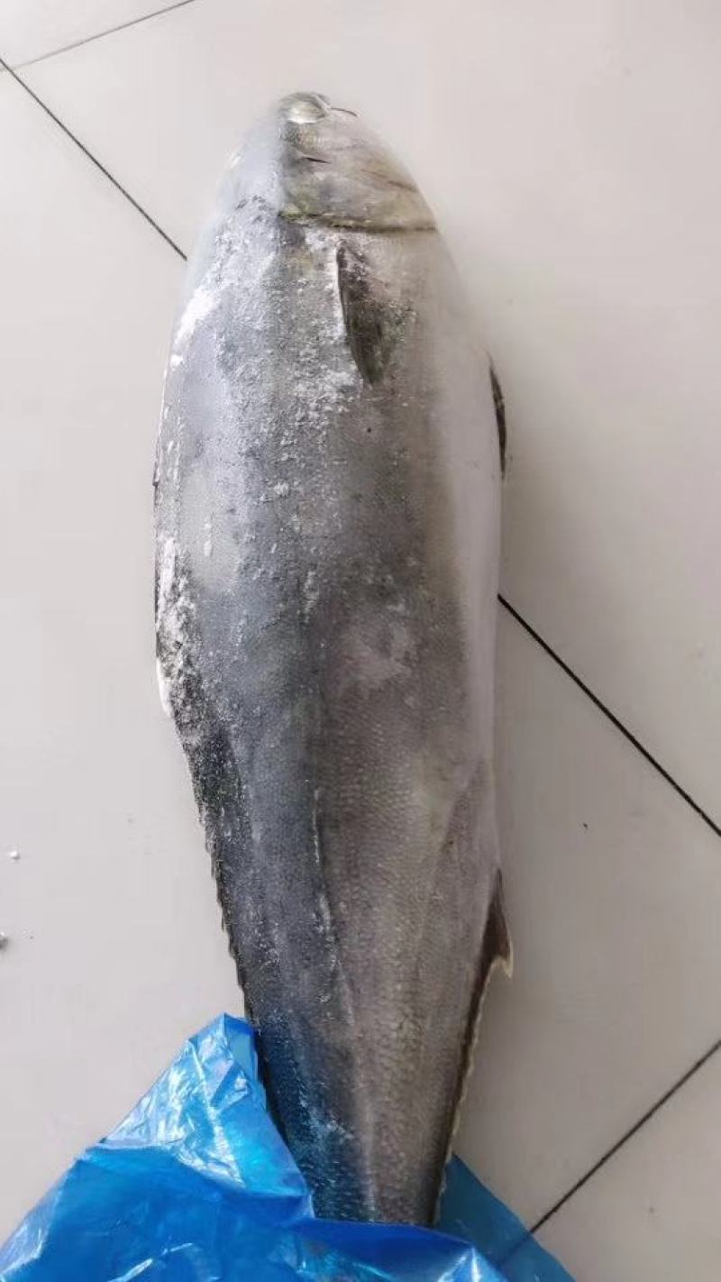 黄金鲅鱼，一条13-20斤的，各种规格的都有，气冻