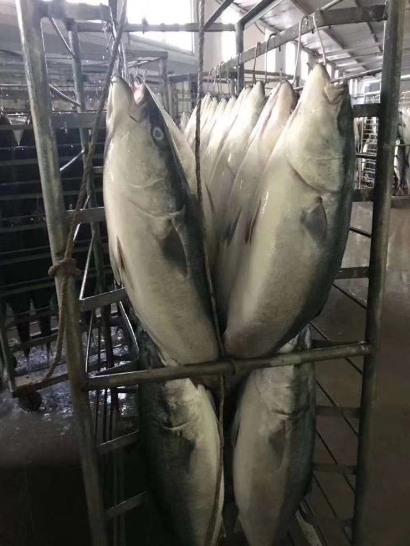 黄金鲅鱼，一条13-20斤的，各种规格的都有，气冻