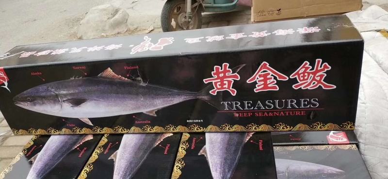 黄金鲅鱼，一条13-20斤的，各种规格的都有，气冻