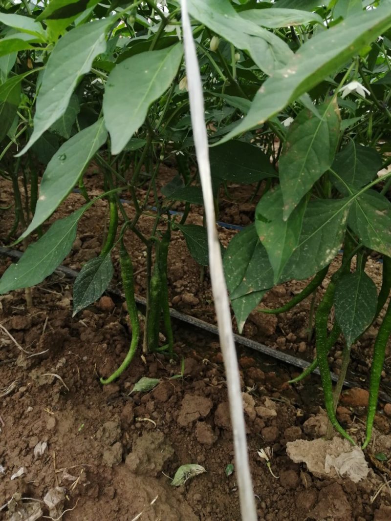 线椒一青椒新鲜辣子已上市，价格美丽，就是辣椒形状不端正，