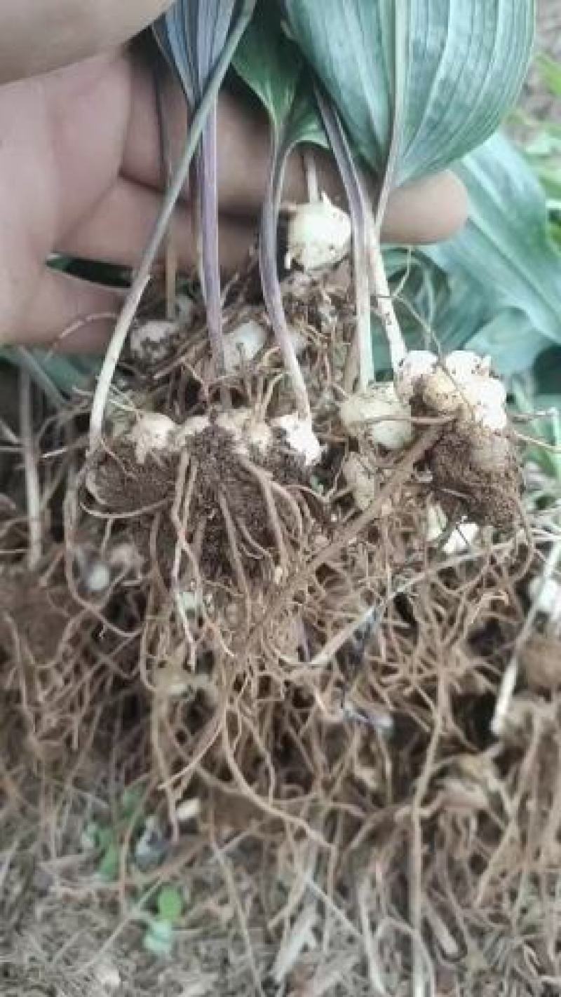 红花滇黄精籽育苗，基地直供一手货源