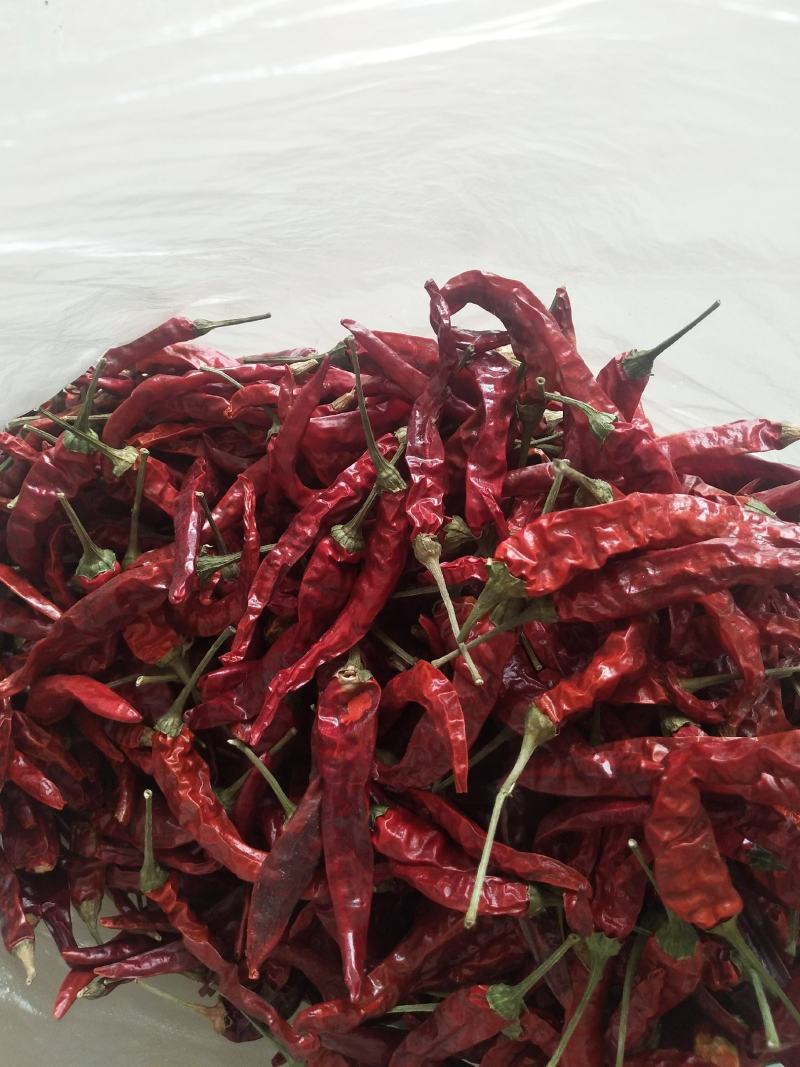 大量，草莓椒，福建辣椒王，高辣918艳红，天问