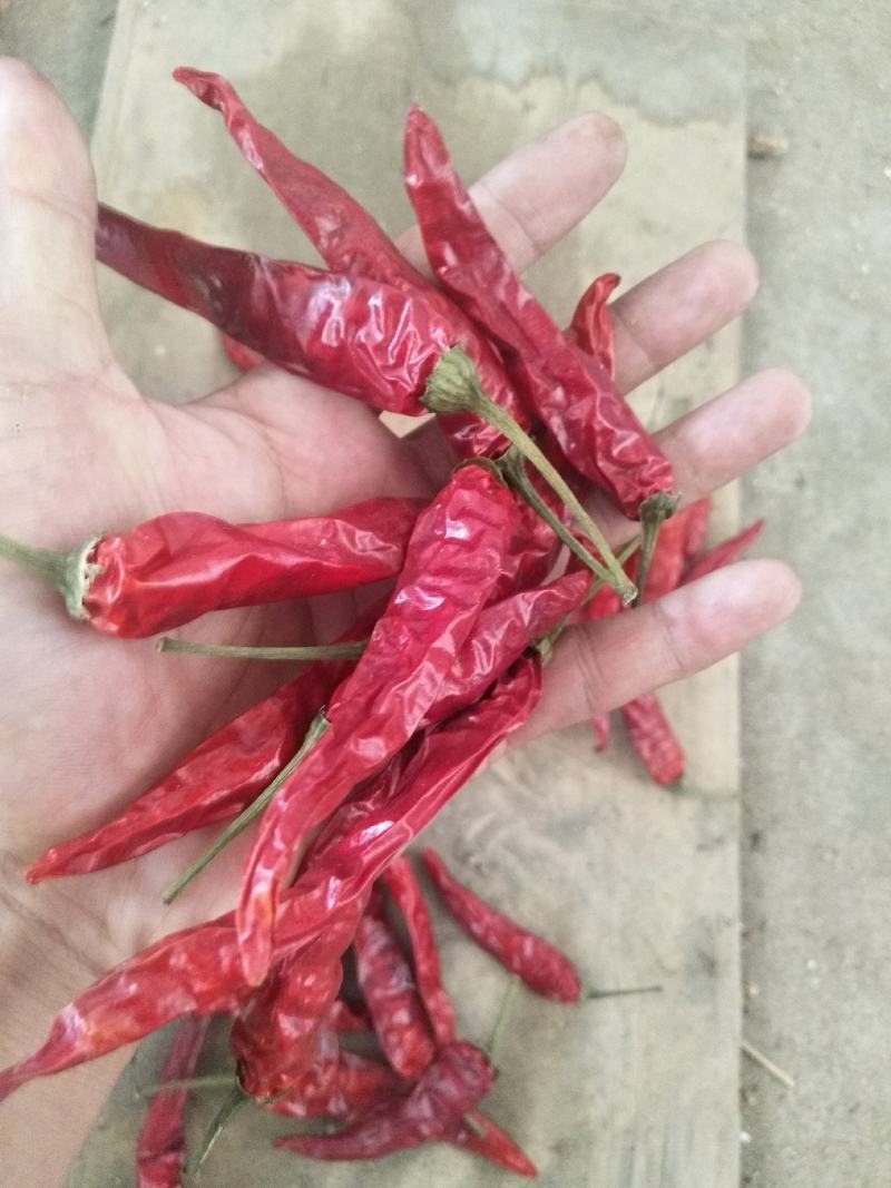大量，草莓椒，福建辣椒王，高辣918艳红，天问